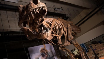 World's biggest Tyrannosaurus rex found by Canadian paleontologists
