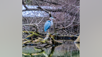 Central Park’s ‘hot’ Mandarin duck faces competition from vibrant Great Blue Heron