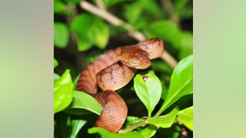 Alien species are 'primary cause' for global extinctions, study finds