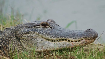 Alligators have more in common with dinosaurs than you think