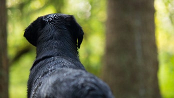 Texas man allegedly shoots dog in face in front of young kids