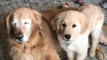 Senior dog gets 'seeing-eye puppy' after losing eyesight