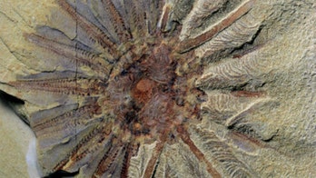 520 million-year-old terrorizing sea creature had 18 tentacles to kill its prey