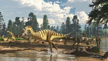 New tiny dinosaur discovered in Australia