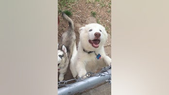 Petition seeks to save dogs' lives after Utah boy loses hand in biting incident