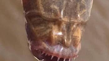 Mysterious sea creature with no eyes, sharp teeth startles fisherman: 'It looked prehistoric'