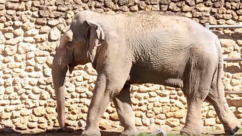 'World's Saddest Elephant' dies after 43 years in solitary confinement at Spain zoo
