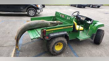 Huge alligator gar pulled from Louisiana lagoon: ‘It was a stomach-turning smell’