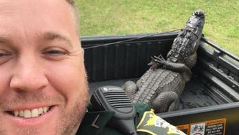 Florida officials capture 6-foot alligator outside of school