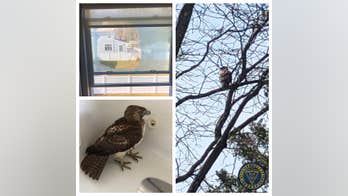 Hawk discovered in bathtub after flying through New Jersey bathroom window: police