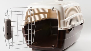 Prize-winning show dog goes missing at Atlanta airport