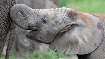 Herpes virus kills 2nd young elephant at Indianapolis Zoo
