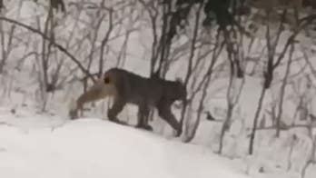 Rare lynx roaming Michigan woods puzzles wildlife experts