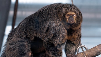 Muscular monkey captured in stunning photos: 'Looks like it's competing in a body building contest'
