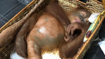 Man arrested at airport for smuggling drugged orangutan in luggage
