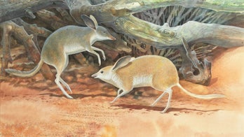 Extinct 'pig-footed bandicoot' galloped around Australia like a wonky little horse