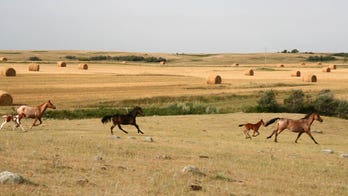 Feds offer $1,000 to people willing to adopt an untrained wild horse or burro