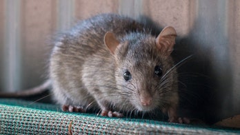 Rat spotted on Italian deli counter goes viral, owner says he was blackmailed
