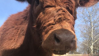 Calf that led cops on half-hour chase on NYC expressway has died, sanctuary says
