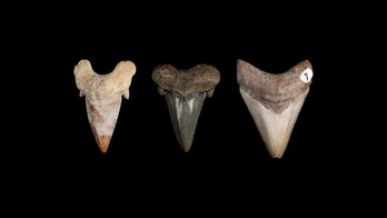 Megalodon fossils discovered all over the world