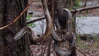 Huge snake in Tennessee forest terrifies Internet as it dangles from tree branch ahead of 5K race