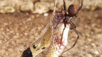 Redback spider eats venomous snake in Australia, horrifying images show
