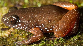 Newly discovered 'starry dwarf frog' wears a galaxy on its back, hides in dead leaves
