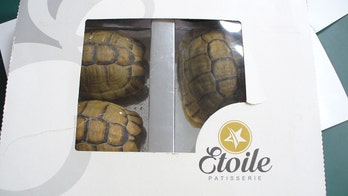 Man fails to smuggle tortoises disguised as pastries into Berlin Airport