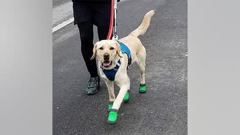 The Daily Spike: Running with 'Guiding Eyes' guide dogs for the blind