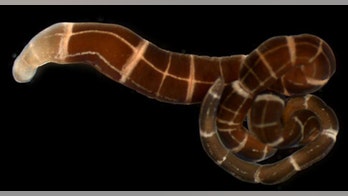 Decapitated worms regrow their brains