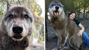 Wolfdog hybrid gains online fame at Florida sanctuary