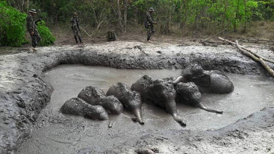 6 baby elephants freed in Thailand after getting trapped in mud pit