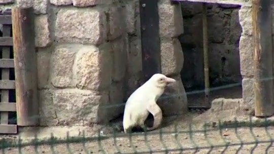 Albino penguin revealed at Polish zoo: report