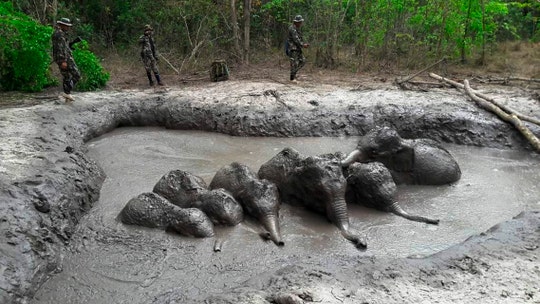 Rangers free 6 trapped baby elephants in Thailand