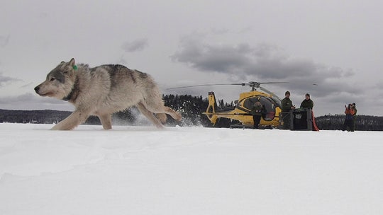 4 Canadian wolves air-dropped in US national park to deal with moose