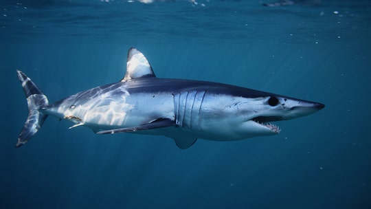 Enormous shark found with head bitten off by even bigger beast off Australia coast