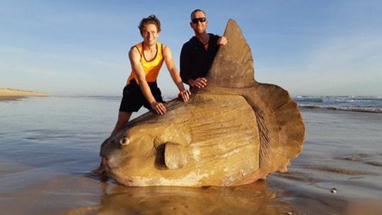 Massive, rare sunfish washes on shore of beach in South Australia