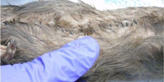Criminals used dead, stitched up rats in an attempt to smuggle drugs and cellphones into a U.K. prison