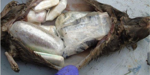 Inside the rats, police found a large number of drugs, including a “legal high” spice, cannabis, tobacco, mobile phones, charges, sim cards, and cigarette papers
