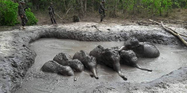In this photo released and taken by Department of Natural Park, Wildlife, and Plant Conservation on Thursday, March 28, 2019, Thap Lan National Park rangers prepare to extract six baby elephants stuck in a muddy pond at Thap Lan National Park, Nakhon Ratchasima province, northeastern Thailand.