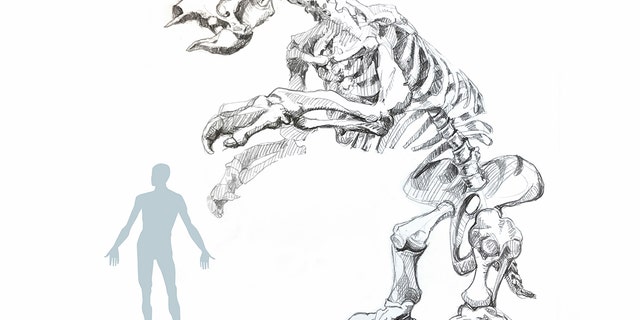 The giant sloth stood at roughly 13 feet tall, the study says.
