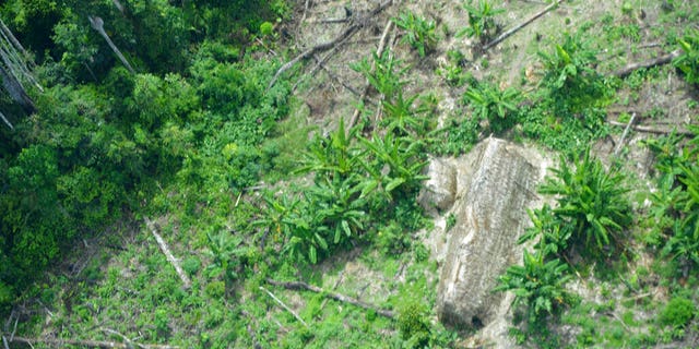 This undated 2014 handout photo released by Brazil’s National Indian Foundation, FUNAI, shows a "maloca," or long house, created by the Korubo tribe, in the Javari Valley, in the northern state of Amazonas, Brazil.