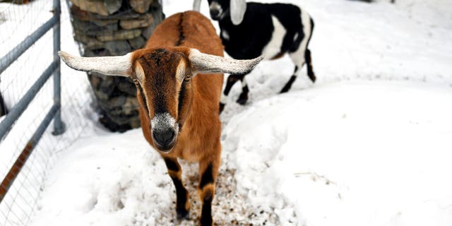 Lincoln, a Nubian goat, runs around with pasture mate Lucy at their home in Fair Haven.