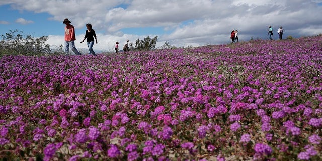 In this Wednesday, March 6, 2019, photo, people walk among wildflowers in bloom near Borrego Springs, Calif. (AP Photo/Gregory Bull)
