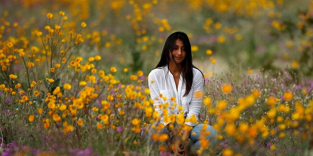 In this Wednesday, March 6, 2019, photo, a woman sits in a field of wildflowers in bloom near Borrego Springs, Calif. (AP Photo/Gregory Bull)