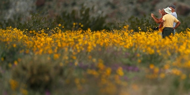 In this Wednesday, March 6, 2019, photo, a group of men take pictures with their phones as they stand among wildflowers in bloom near Borrego Springs, Calif. (AP Photo/Gregory Bull)