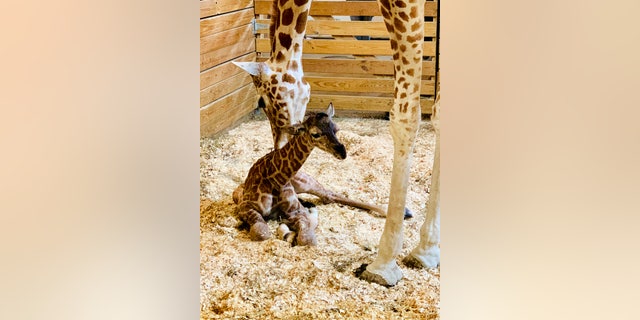 This photo provided by Animal Adventure Park shows April the Giraffe with his new calf Saturday in Harpursville, N.Y. 