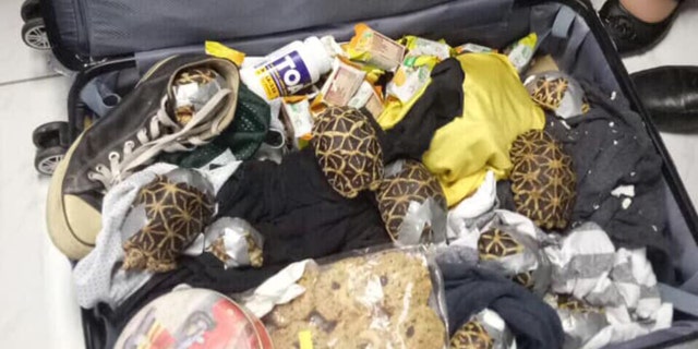 Officials confirmed Monday that the turtles and tortoises — which included at least one threatened species — were found abandoned in the airport's arrivals area.