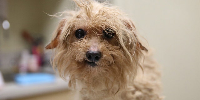 More than 700 dogs were rescued after being discovered in abysmal conditions at a puppy mill south of Atlanta, Georgia according to local animal groups