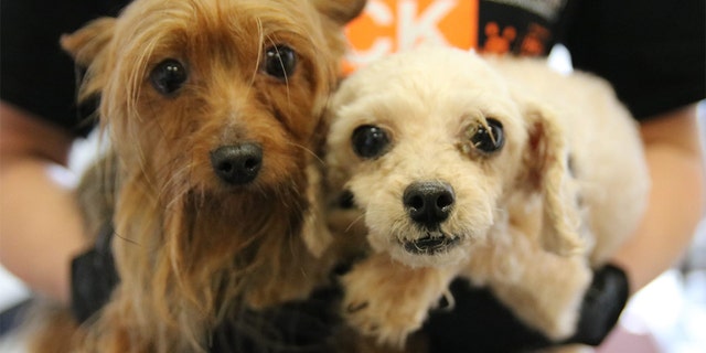 More Than 700 Dogs Rescued From Extreme Hoarding Conditions At Atlanta Puppy Mill Fox News More Than 700 Dogs Rescued From Extreme Hoarding Conditions At Atlanta Puppy Mill Fox News
